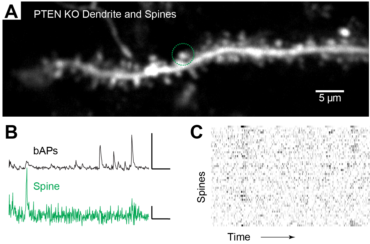 Pten signaling and synaptic architecture