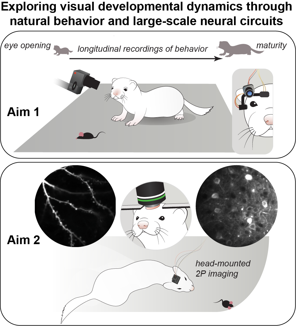 Natural behavior and neural dynamics