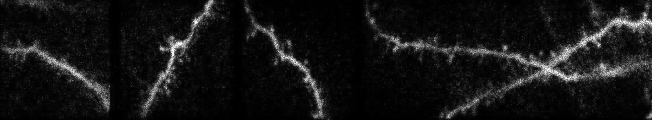 Lab image