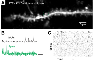 In vivo image of dendrite and spines from a cellular with disrupted Pten signaling